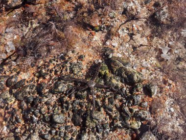 Kızıl Deniz 'deki deniz yıldızı Sharm El Sheikh tatil beldesinde.