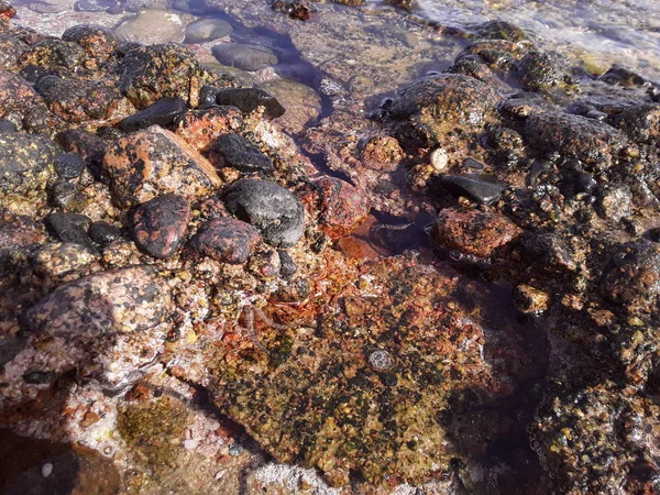 Kamenná textura v Rudém moři v egyptském letovisku Sharm El — Stock fotografie