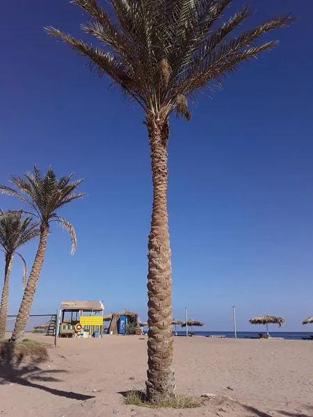 Plantas egipcias en Sharm El Sheikh Resort en el Mar Rojo — Foto de Stock