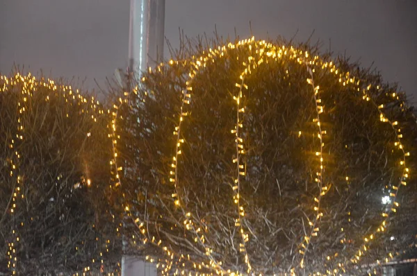 Karácsony zöld fák háttérvilágítás sárga koszorúkkal éjszaka — Stock Fotó