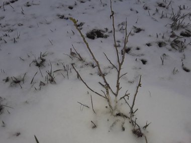 Karla kaplı ağaçlar ve dallar kışın ilk karla kaplanır.