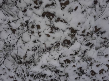 Karlı çimenlerin dokusu ve toprak ilk kar.