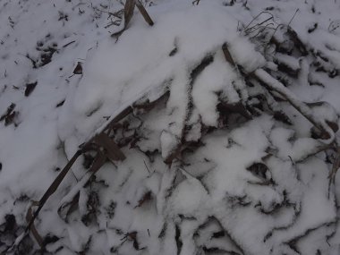 Karlı çimenlerin dokusu ve toprak ilk kar.