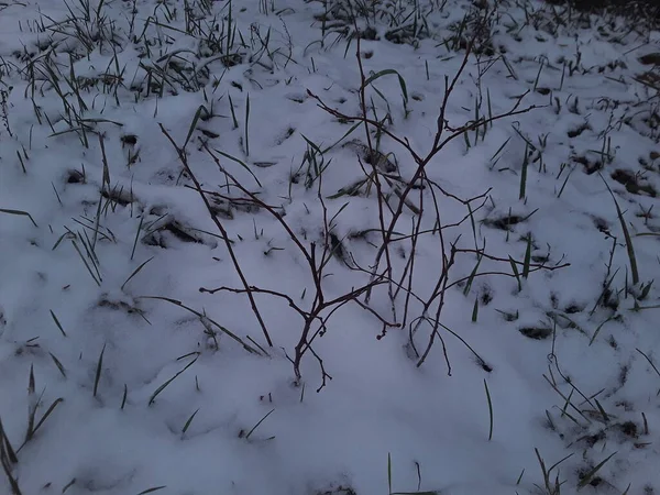 Schnee bedeckte Bäume und Äste im Winter ersten Schnee bedeckt — Stockfoto