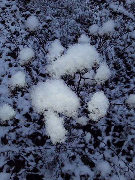 Schnee bedeckte Bäume und Äste im Winter ersten Schnee bedeckt — Stockfoto