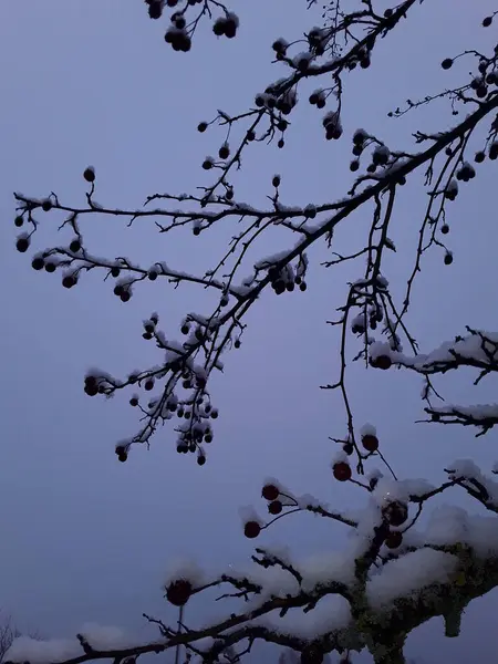 Schnee bedeckte Bäume und Äste im Winter ersten Schnee bedeckt — Stockfoto