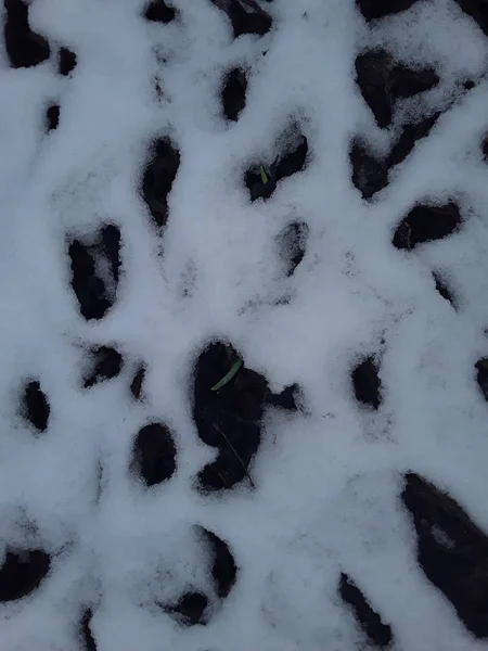 Texture de l'herbe enneigée et le gel du sol la première neige — Photo