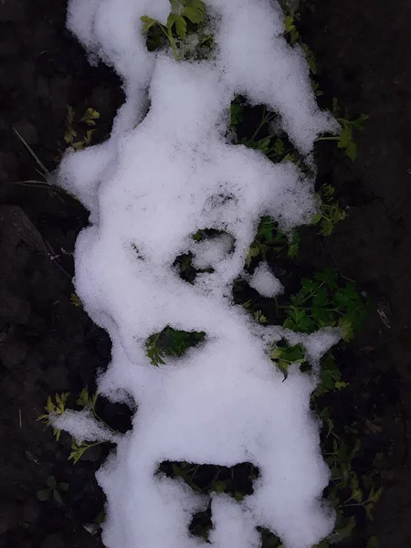 Textura de grama nevada e geada do solo a primeira neve — Fotografia de Stock