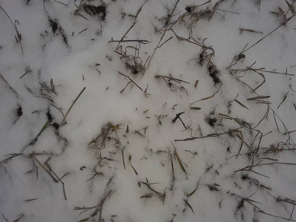 Texture of snowy grass and ground frost the first snow — 스톡 사진