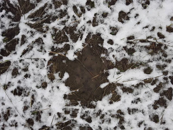 Texture de l'herbe enneigée et le gel du sol la première neige — Photo