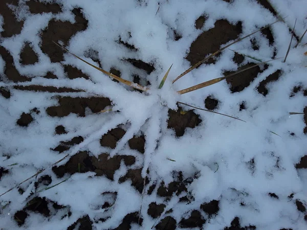 Texture de l'herbe enneigée et le gel du sol la première neige — Photo