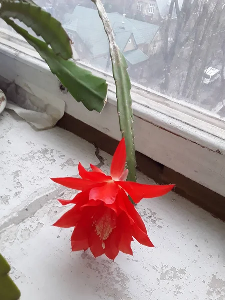 Epiphyllum bloeit rood op de vensterbank — Stockfoto
