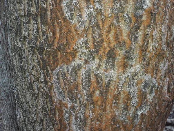 Textuur van winterdennenboomschors met ijs — Stockfoto