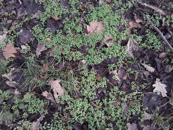 冬は地上の森の中の小さな緑の植物 — ストック写真