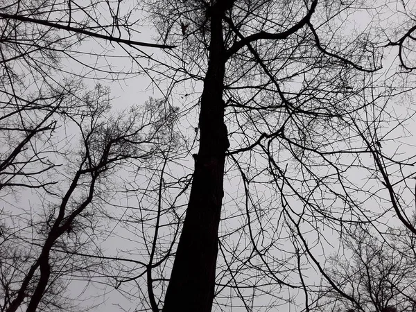 Background and panorama of gloomy trees in the winter forest — Stock Photo, Image