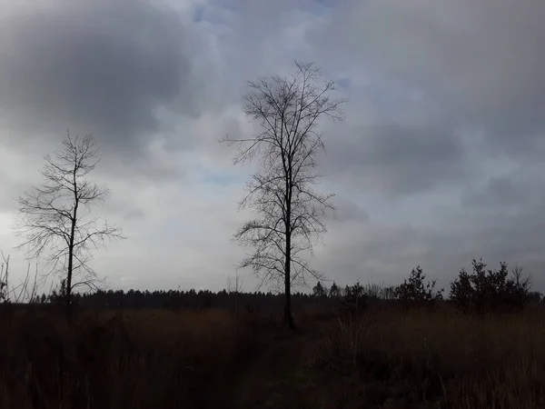 Achtergrond en panorama van sombere bomen in het winterbos — Stockfoto