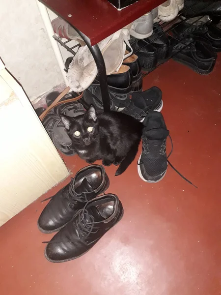 A black kitten sits in the hallway near the shoes and waits for — Stock Photo, Image