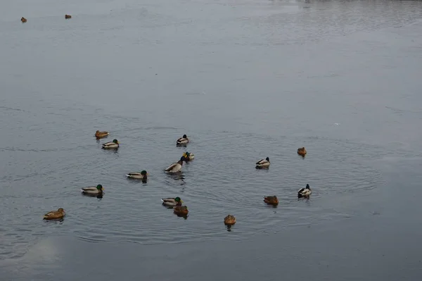 Verschiedene Enten schwimmen im Winter auf dem Fluss — Stockfoto