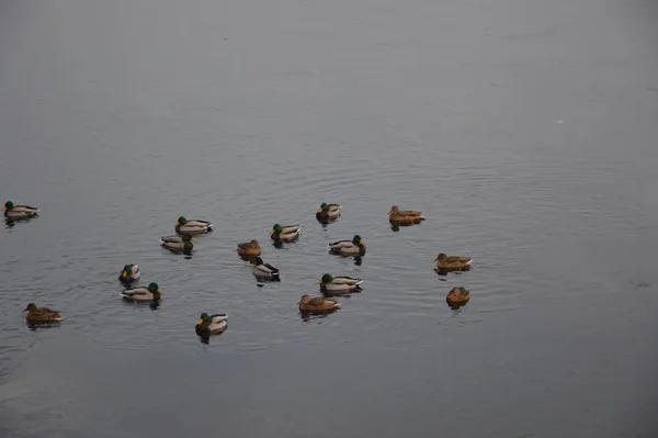 Різні качки плавають взимку на річці — стокове фото
