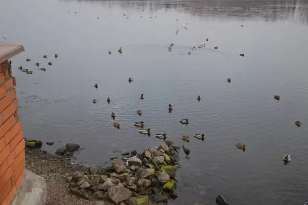 Verschillende eenden zwemmen in de winter op de rivier — Stockfoto