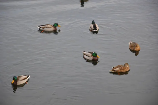 Различные утки плавают зимой на реке — стоковое фото