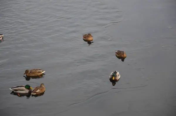 Verschiedene Enten schwimmen im Winter auf dem Fluss — Stockfoto