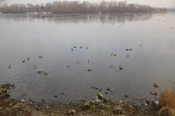 Διάφορες πάπιες κολυμπούν το χειμώνα στο ποτάμι — Φωτογραφία Αρχείου