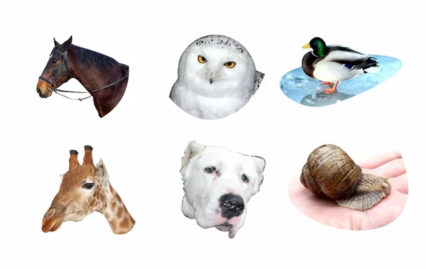 Zestaw różnych zwierząt do drukowania — Zdjęcie stockowe