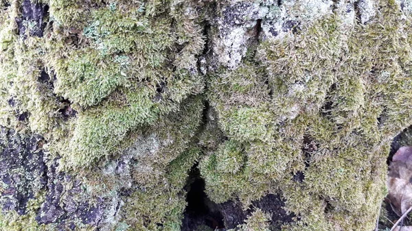 Texture of green moss on a tree bark in a forest — 스톡 사진