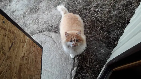 Un chat aux cheveux longs est venu à la maison sur le pas de la porte — Photo