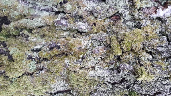 Textura de vária casca de árvore de madeira — Fotografia de Stock