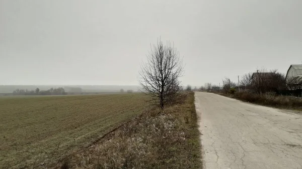 Panorama de bosque verde de invierno —  Fotos de Stock