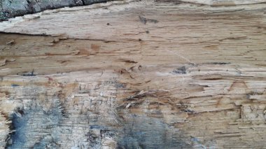 Çeşitli kereste türlerinin dokusu