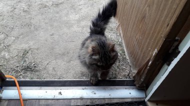 Uzun saçlı bir kedi kapıdaki eve geldi.
