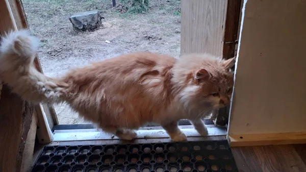 Кошка с длинными волосами подошла к дому на пороге — стоковое фото