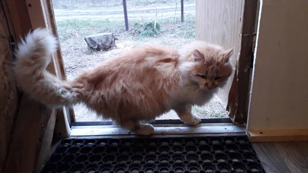 Un gato con el pelo largo vino a la casa en la puerta —  Fotos de Stock