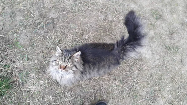 Un gato con el pelo largo vino a la casa en la puerta — Foto de Stock