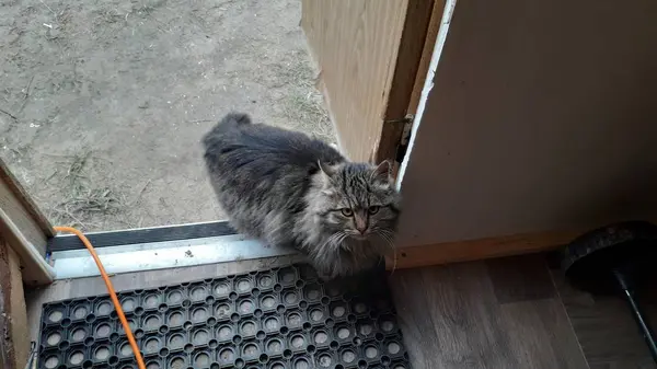 Um gato com cabelo comprido chegou à casa na porta — Fotografia de Stock