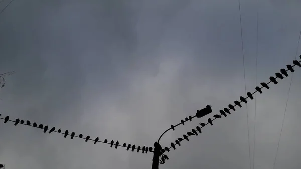 A lot of pigeons sitting on an electric wire — 스톡 사진