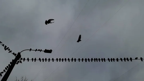 A lot of pigeons sitting on an electric wire — 스톡 사진