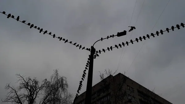 Un montón de palomas sentadas en un cable eléctrico —  Fotos de Stock