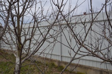 Bahar tomurcukları ağaçlarda çiçek açar.