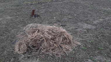Bahçe ve karadaki hayvanlar için saman topluyorum.