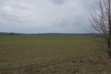 Ekinleri ekmeden önce bir bahar tarlası manzarası