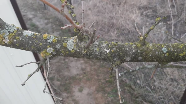 春の剪定木の枝庭 — ストック写真