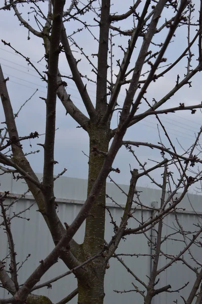 Bourgeons Printemps Fleurissent Sur Les Arbres Jardin — Photo