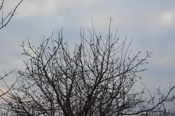 Bourgeons Printemps Fleurissent Sur Les Arbres Jardin — Photo