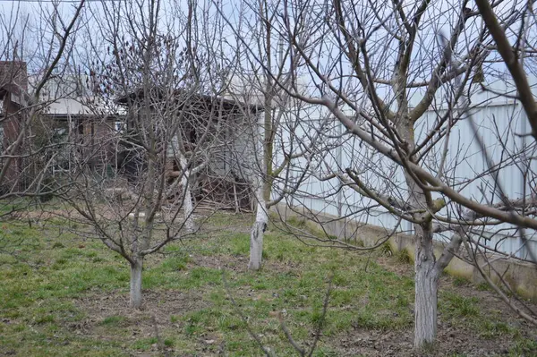 Bahar Tomurcukları Ağaçlarda Çiçek Açar — Stok fotoğraf