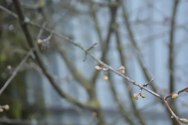 Wiosenne Pąki Kwitną Drzewach Ogród — Zdjęcie stockowe