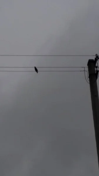 Producción Instalación Pajareras Para Las Aves Árbol — Foto de Stock